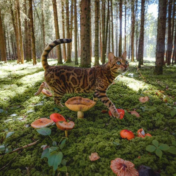 🍄🍄🍄🍄🍄🍄🍄🍄 - Picture 12 of 16